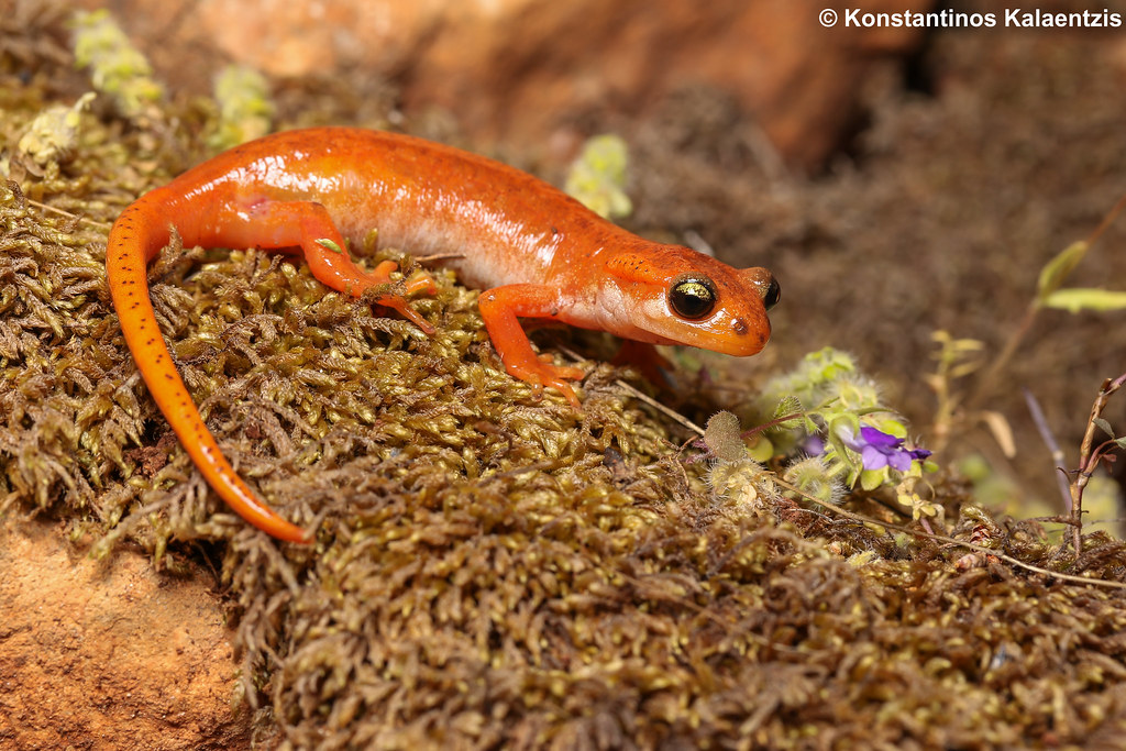 Lyciasalamandra luschani