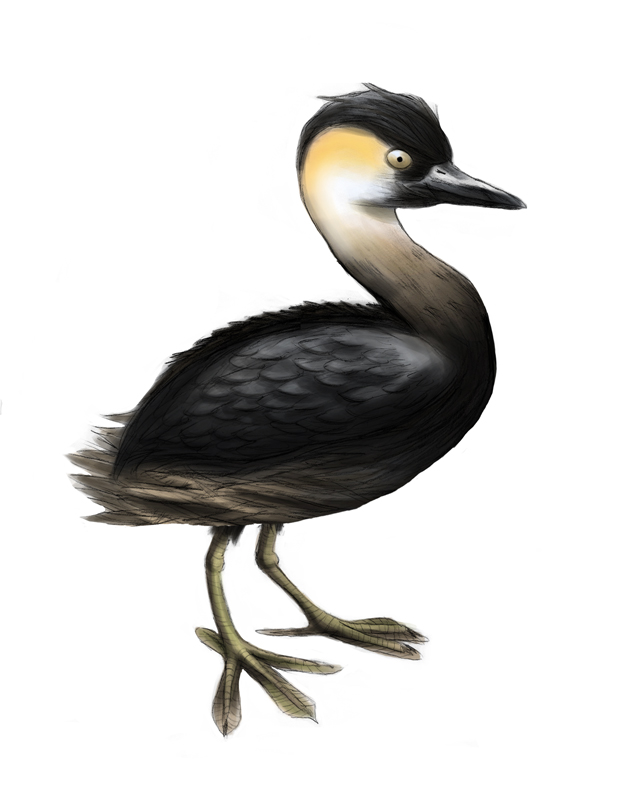 Tachybaptus rufolavatus