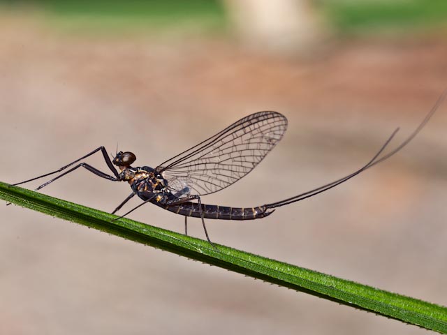 Marmenuera tillyardi