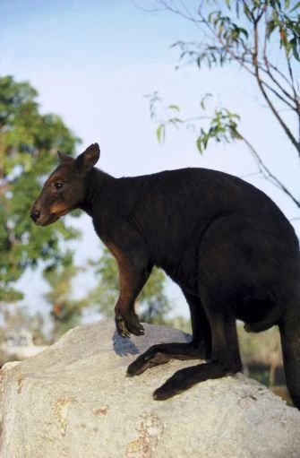 Osphranter bernardus