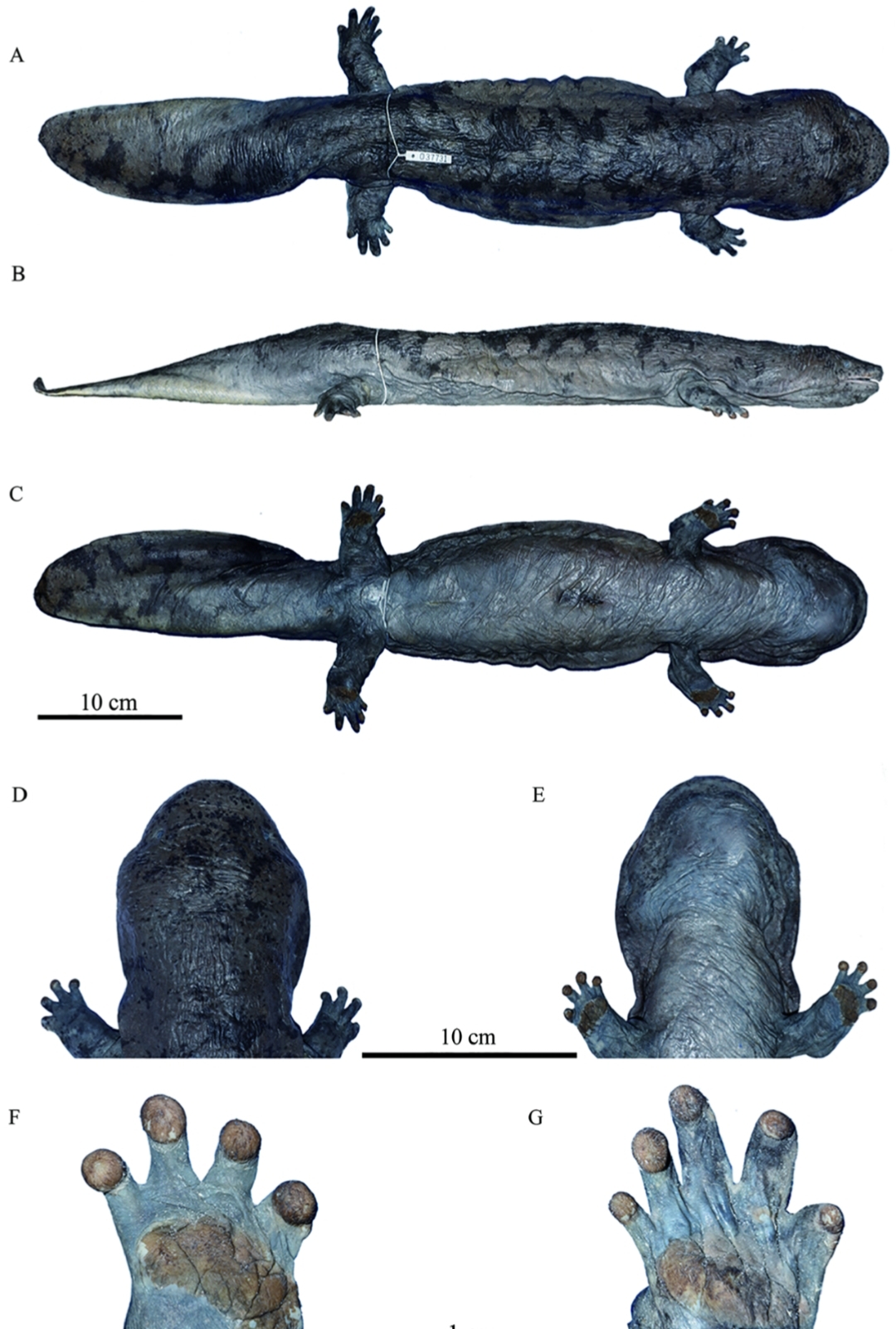 Andrias Jiangxiensis