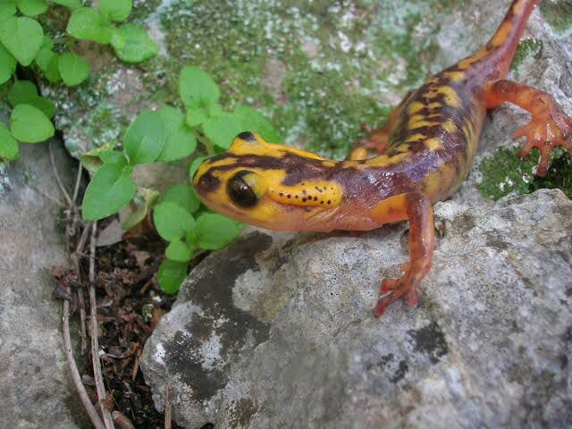 Lyciasalamandra Antalyana