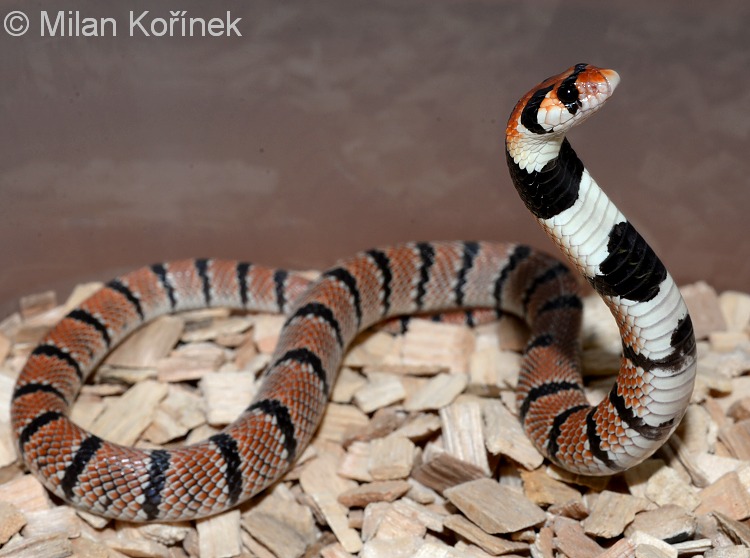 Aspidelaps Lubricus Lubricus