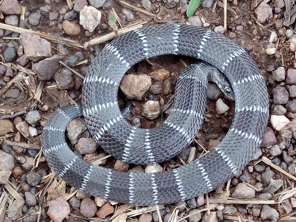 Elapsoidea Semiannulata