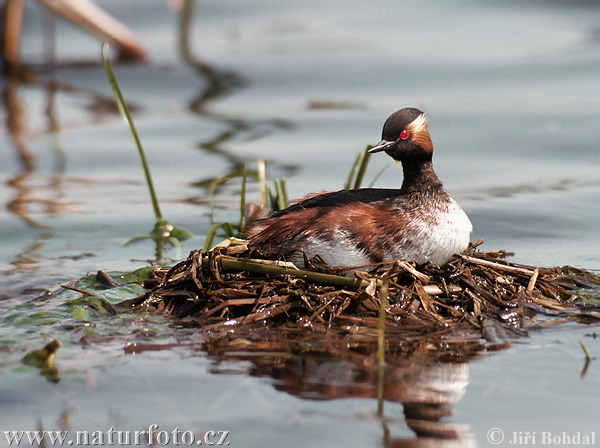 Podiceps Nigricollis