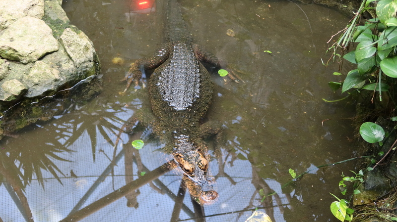 Osteolaemus tetraspis osborni