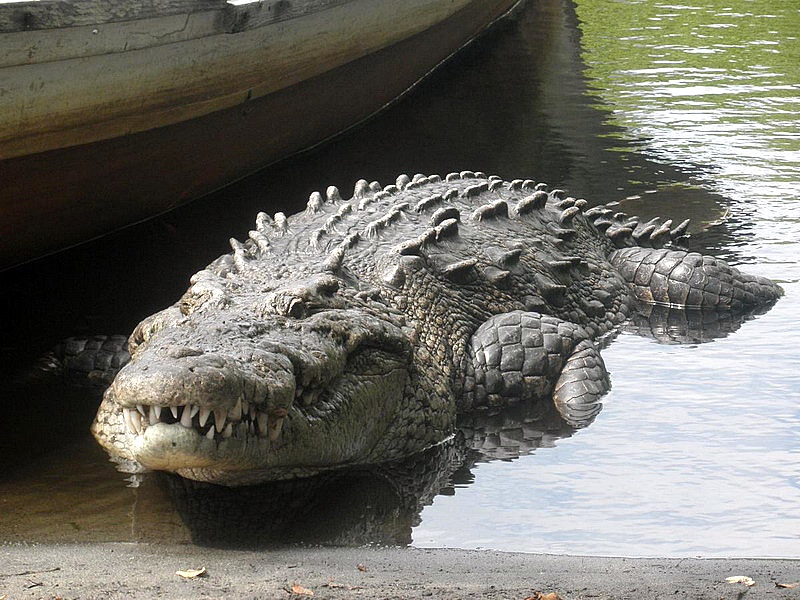 Crocodylus johnsoni