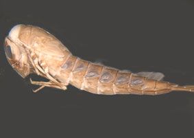 Mirawara Megaloprepia