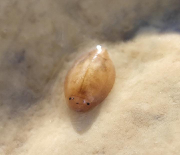 Prosopistoma Pennigerum