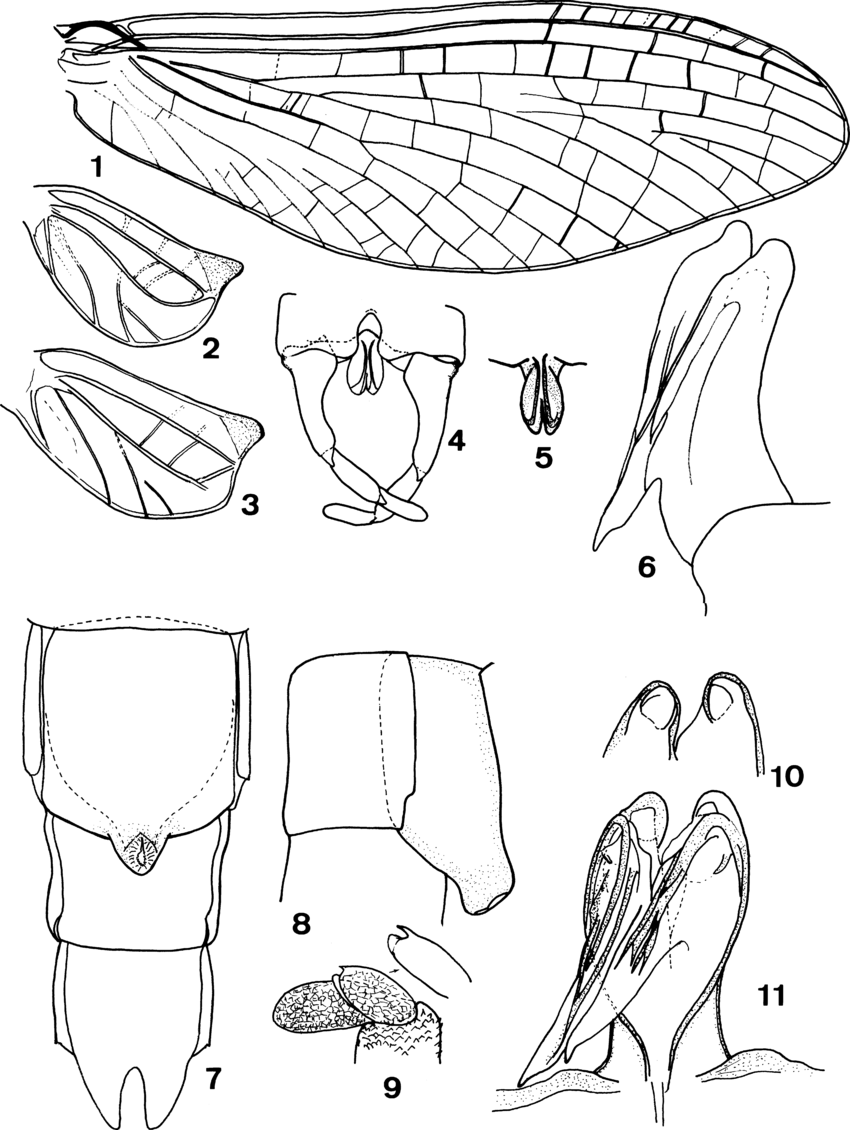 Habrophlebia antoninoi