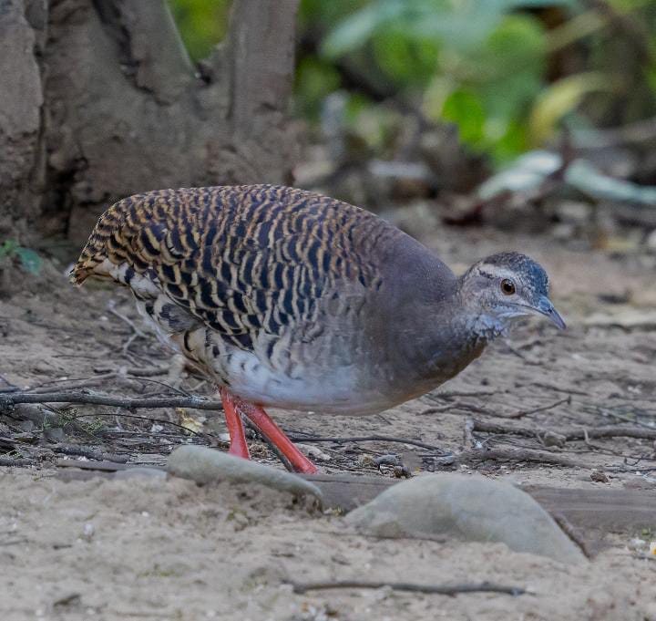 Gambar Crypturellus Transfasciatus