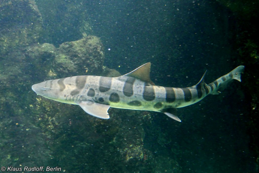 Triakis Semifasciata