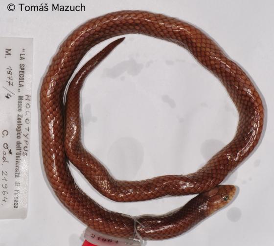 Elapsoidea Chelazzii