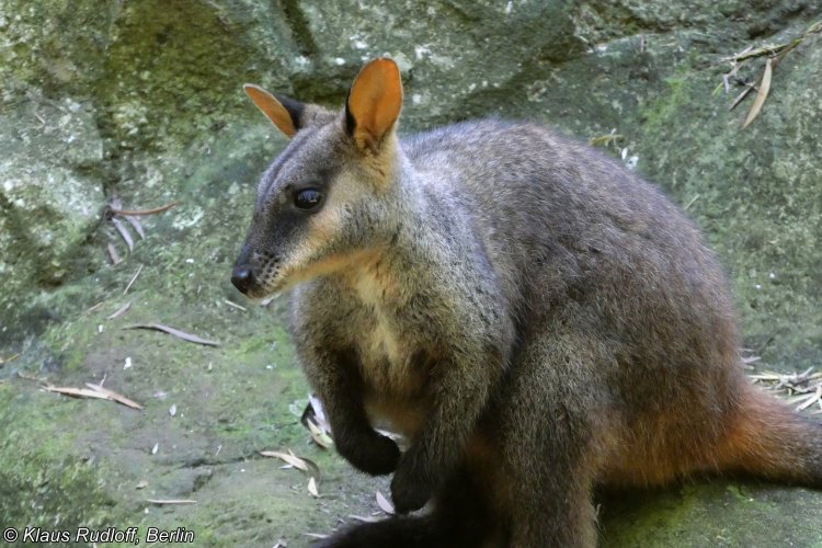 Petrogale penicillata