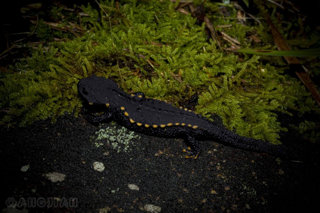 Echinotriton maxiquadratus