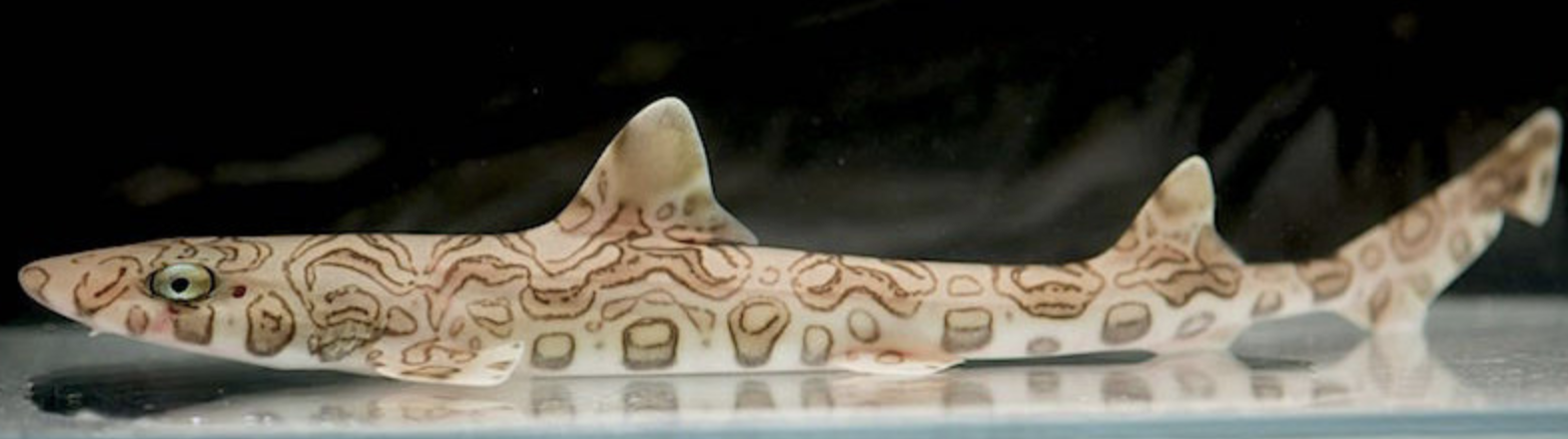 Hemitriakis complicofasciata