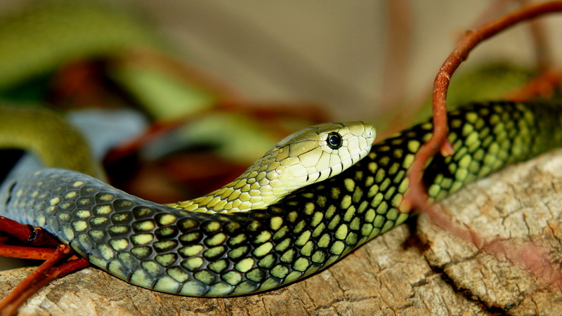 Dendroaspis Jamesoni