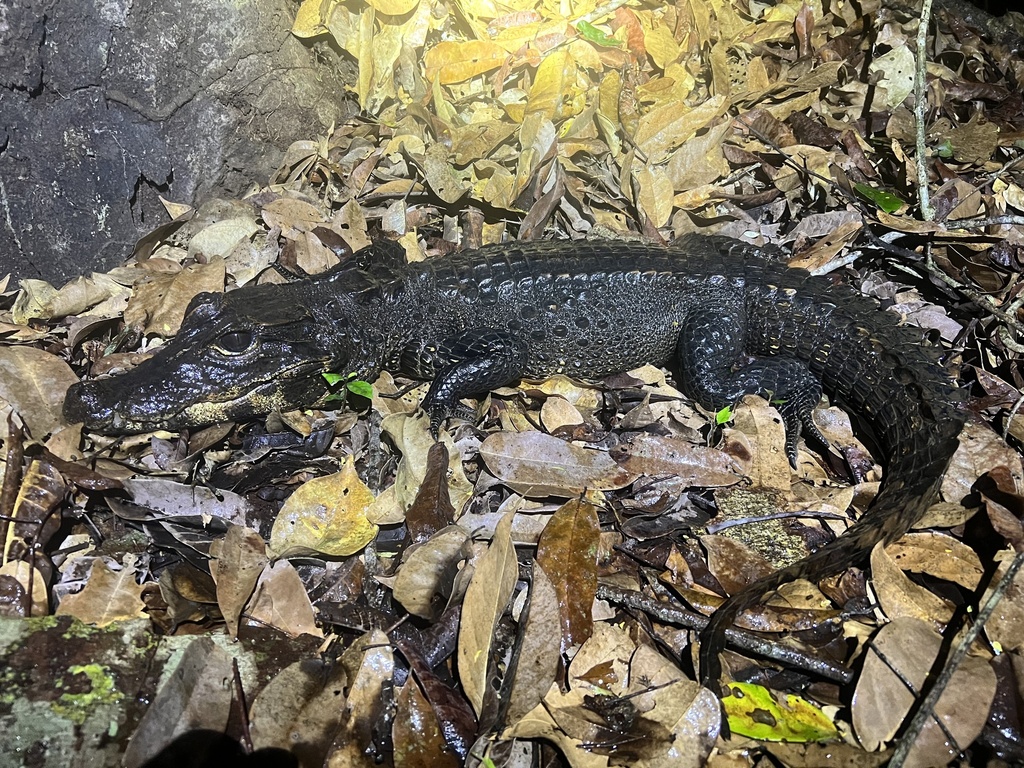 Osteolaemus tetraspis tetraspis