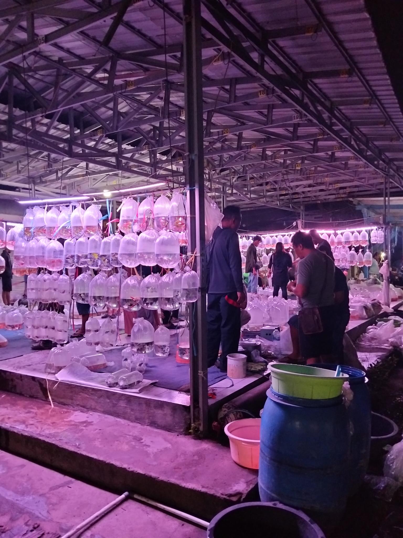 PASAR ikan hias MASTRIP tak pernah sepi pengunjung