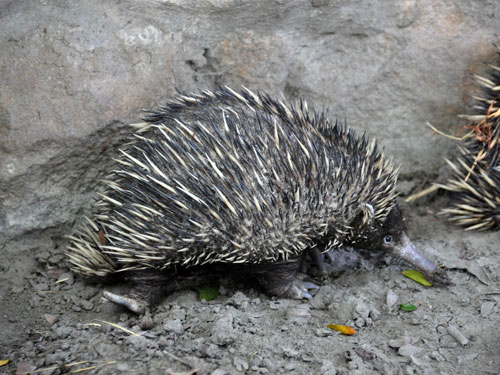 Tachyglossus Aculeatus Lawesii