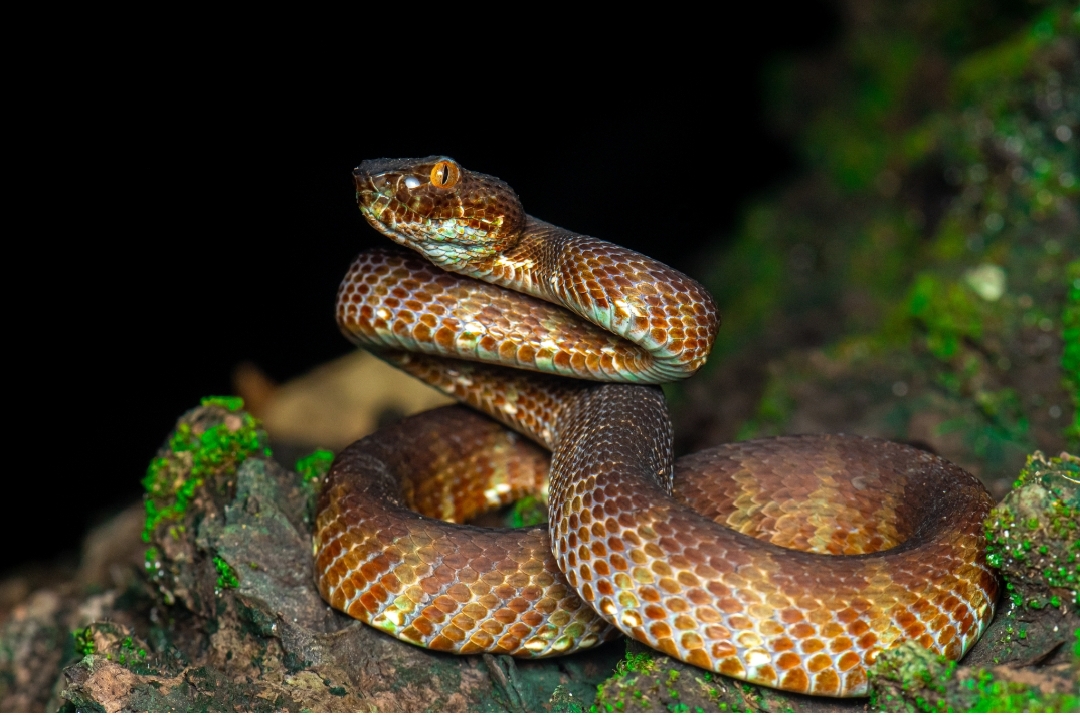 Trimeresurus Andersonii
