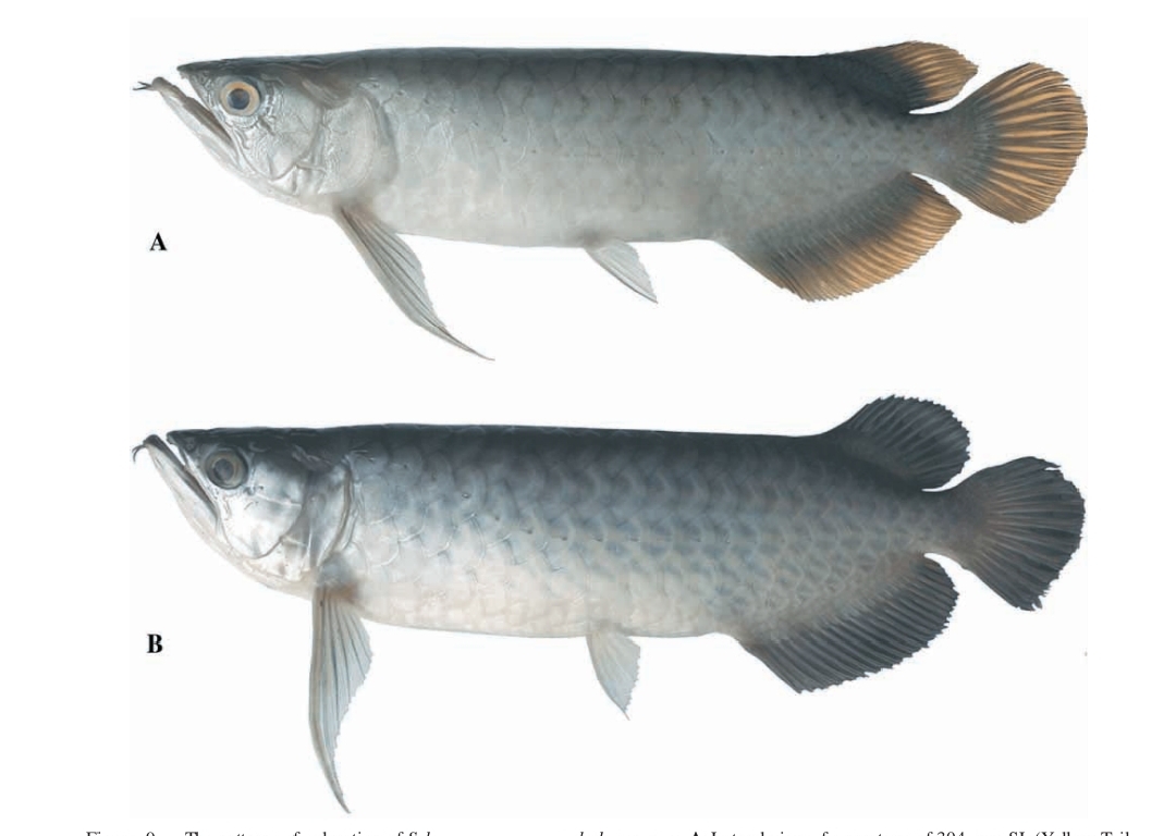 Scleropages Macrocephalus