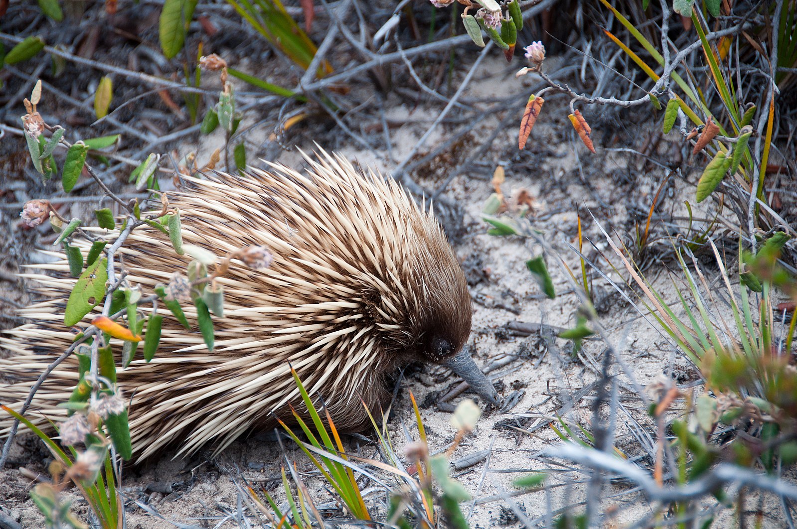 Tachyglossus Aculeatus Multiaculeatus