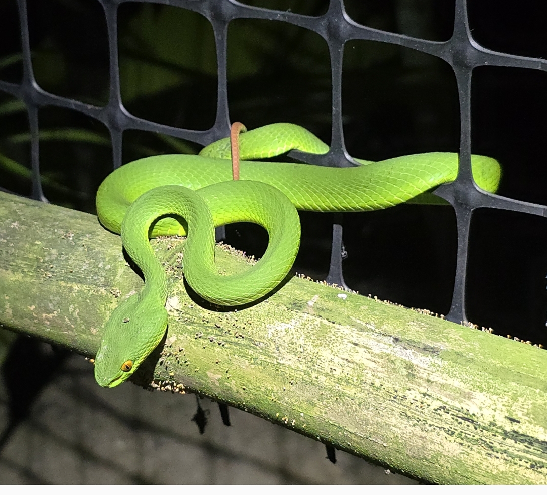 Trimeresurus Albolabris.
