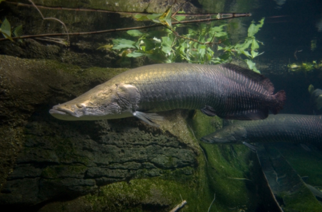 Arapaima Gigas