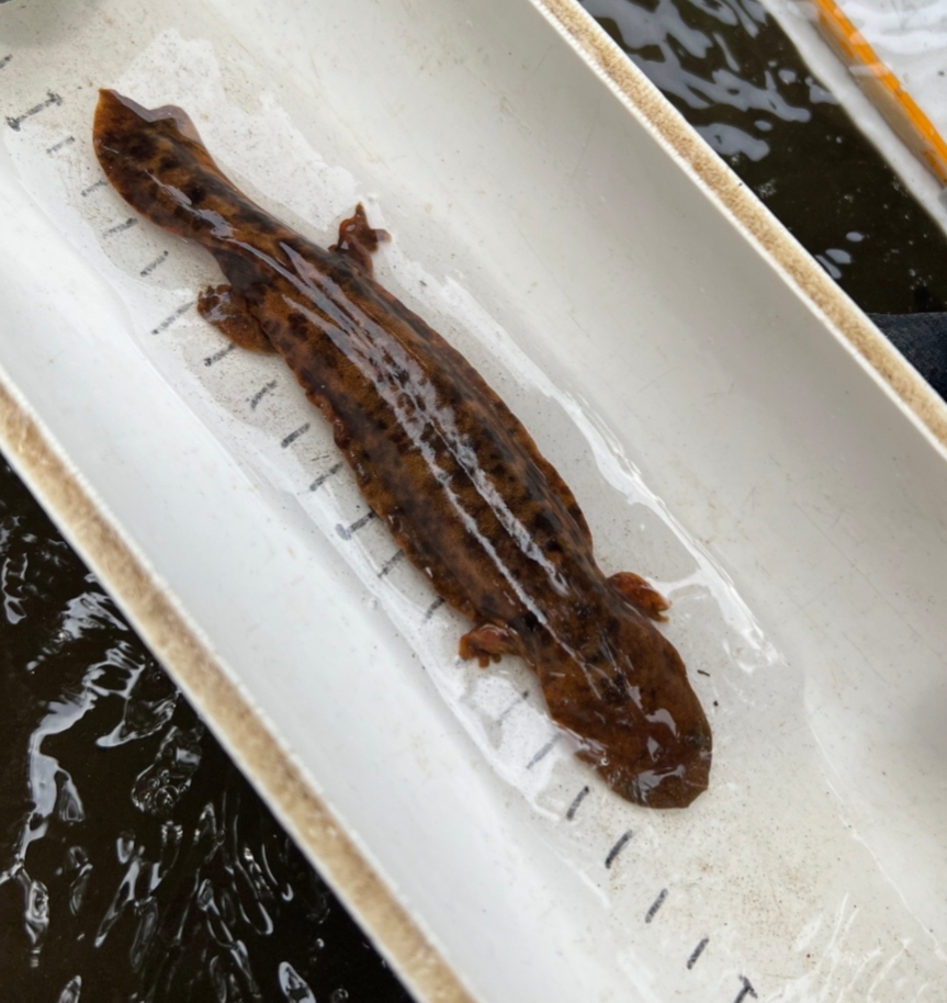 Cryptobranchus Alleganiensis