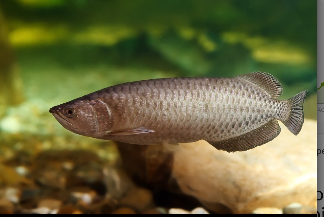 Scleropages Jardinii