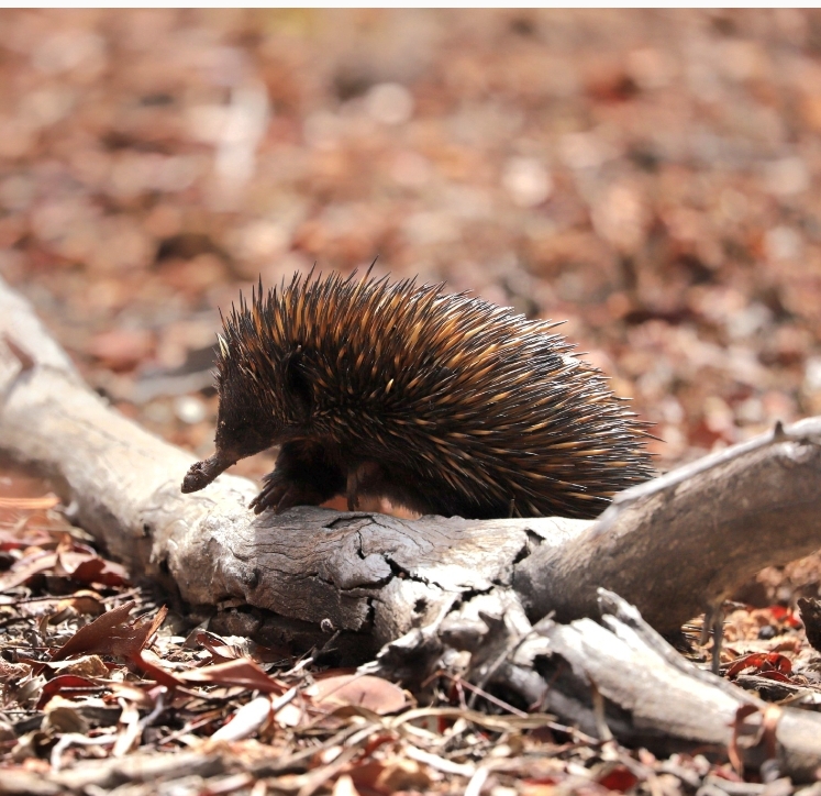 Tachyglossus Aculeatus Acanthion