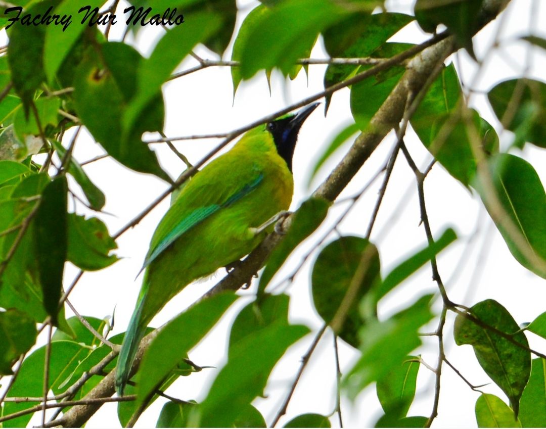 Chloropsis Cochinchinesis