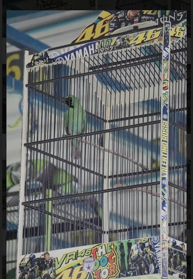 Chloropsis Sonnerati