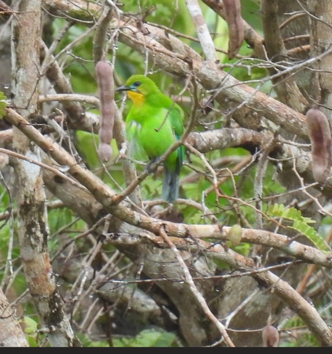 Chloropsis Palawanensis.