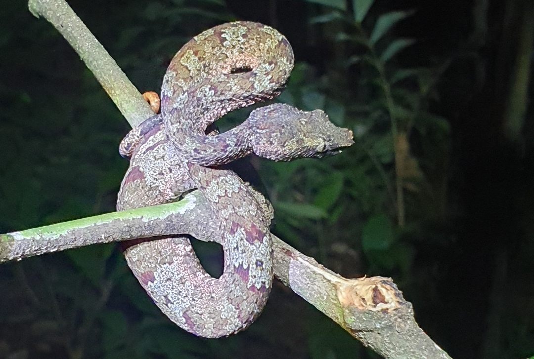 Trimeresurus Andalasensis.