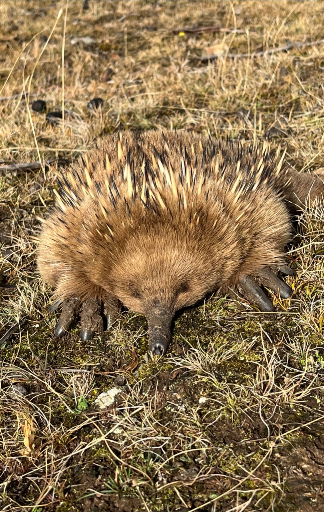 Tachyglossus Aculeatus Setosus