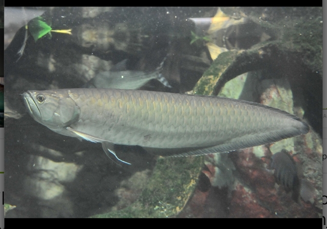 Osteoglossum Ferreari