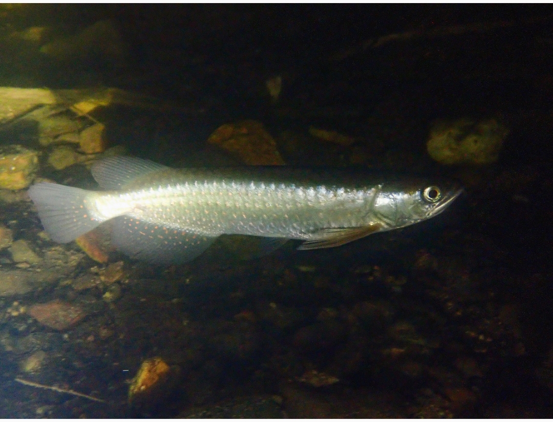 Scleropages Leichardti