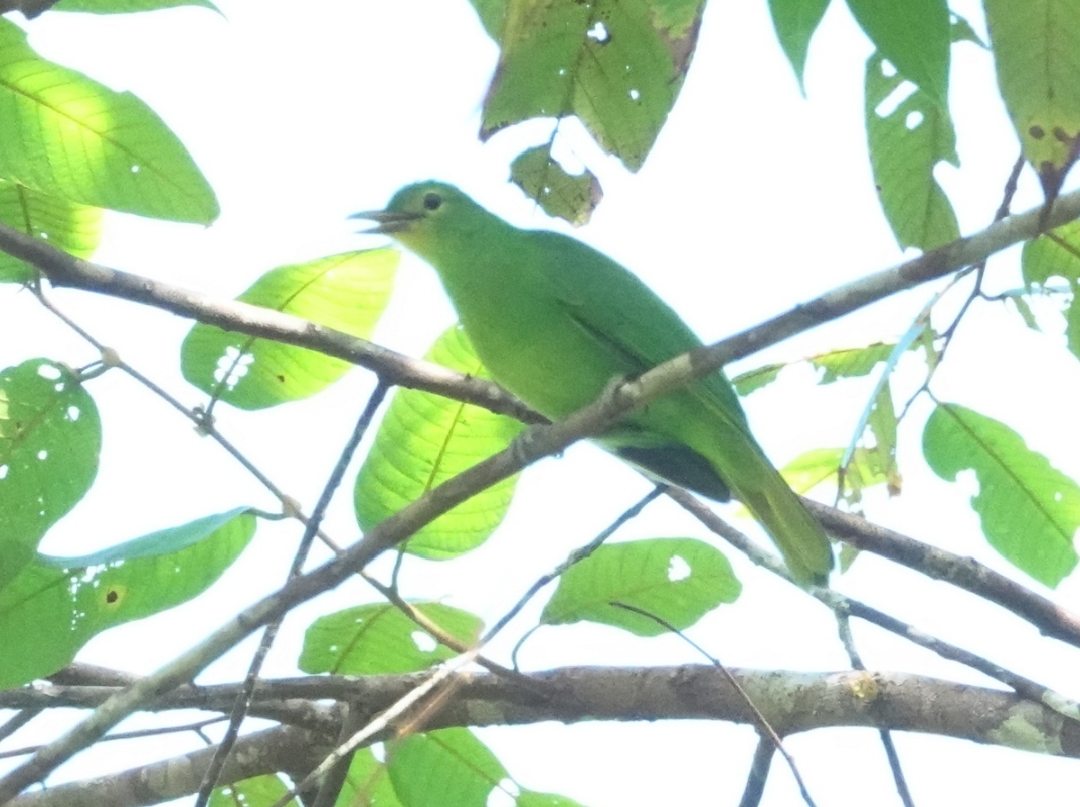 Chloropsis Flavipennis