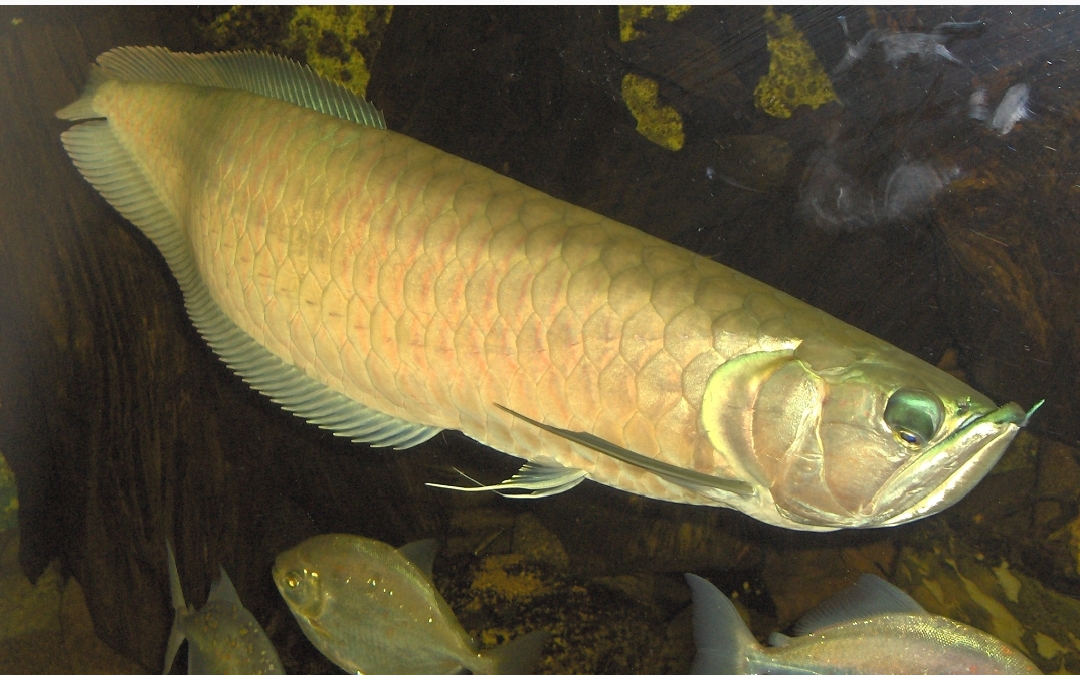 Osteoglossum Bicirrhosum