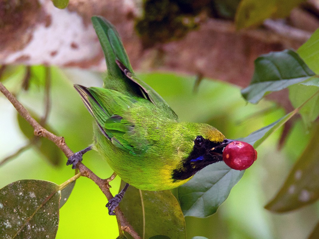 Chloropsis Cyanopogon Septentrionalis