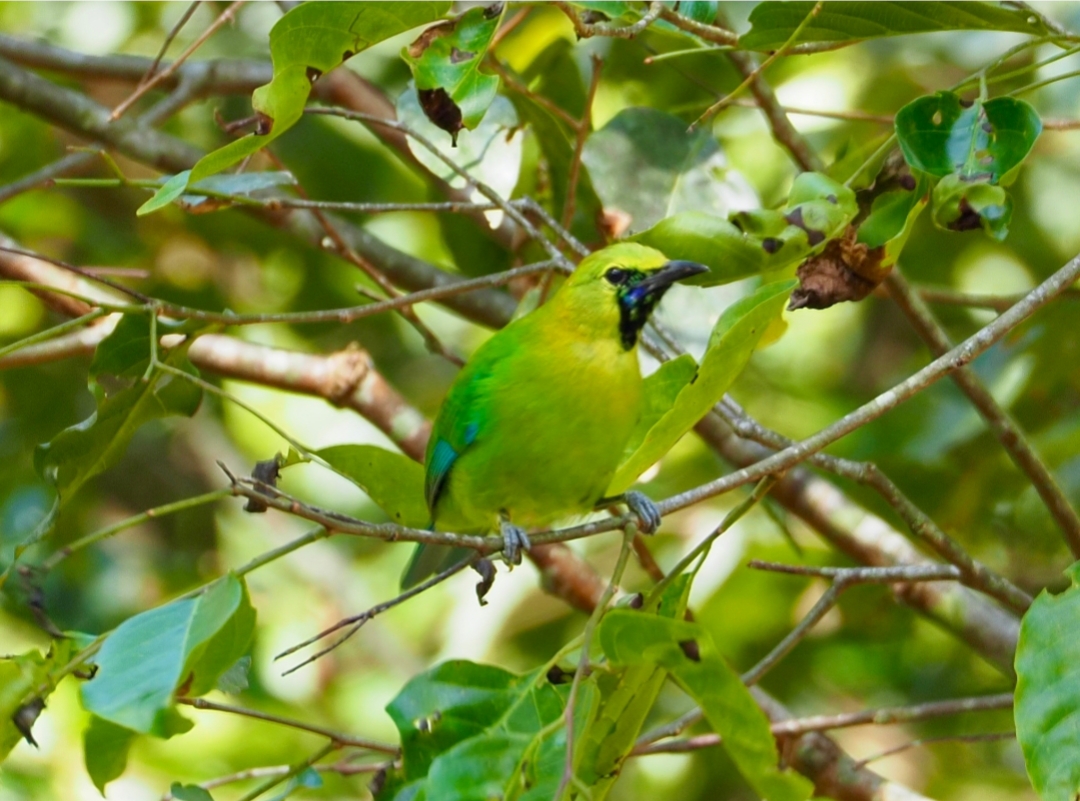 Chloropsis Mollucensis