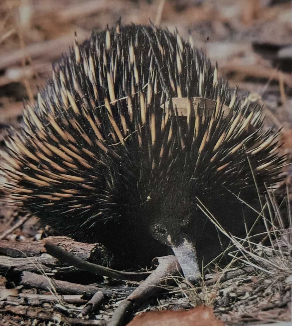 Tachyglossus Aculeatus Aculeatus