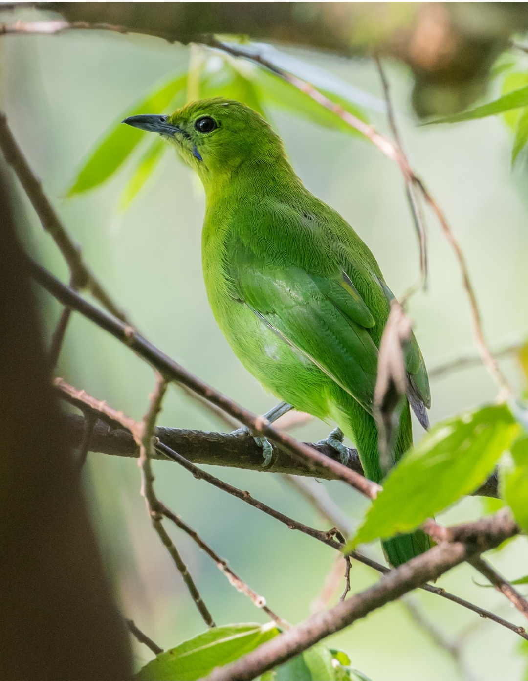 Chloropsis Cyanopogon.
