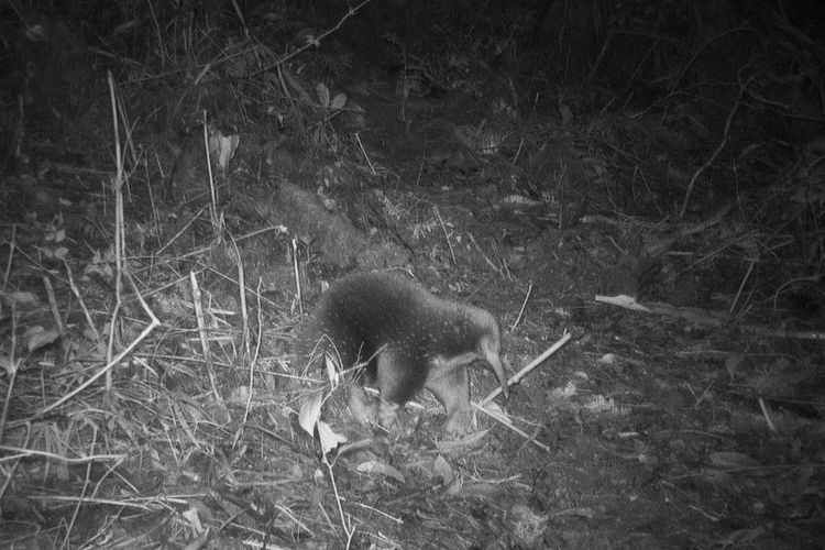 Penemuan kembali EKIDNA Yang dianggap punah di Papua.