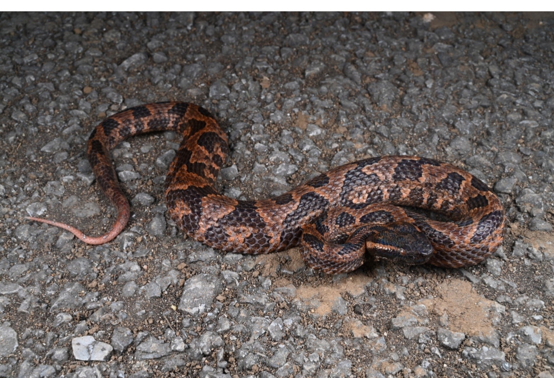 Penemuan Ular Baru 2024 di Gunung Tiongkok