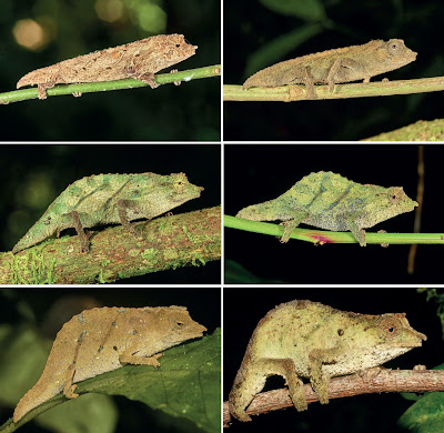 6 Spesies baru Bunglon Kerdil 2022.